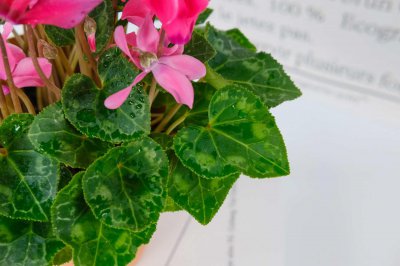 ​刚买的仙客来怎么养殖