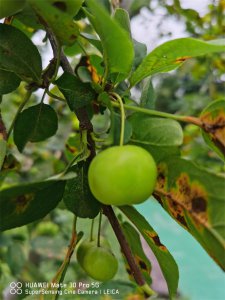 ​海棠是什么季节开的花，喜欢水多还是水少