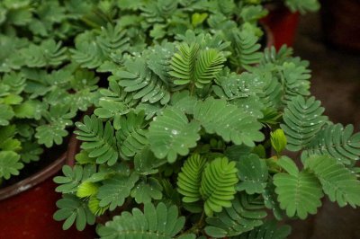 ​含羞草有毒吗，含羞草对人体有害吗