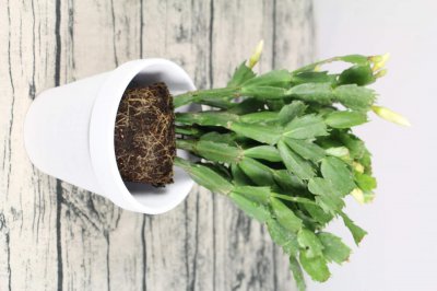 ​蟹爪兰晚上可见灯光吗，用什么肥