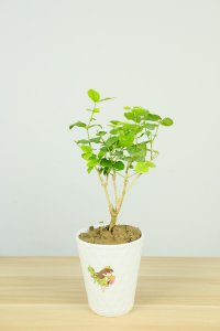 ​新买的茉莉花怎么养