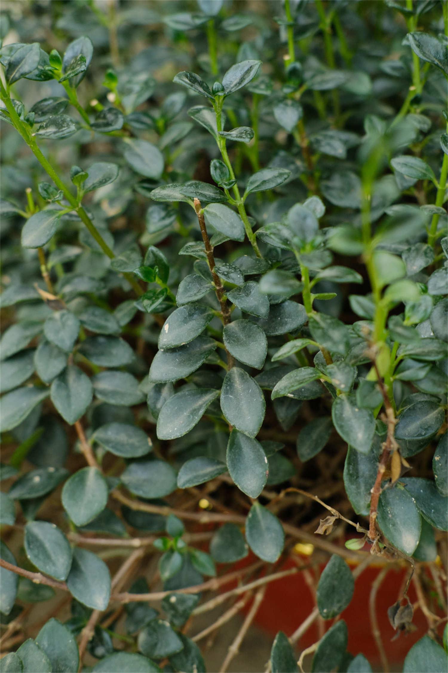 金鱼吊兰 金鱼吊兰