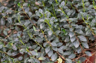 ​阳台如何养金鱼吊兰，需要注意什么