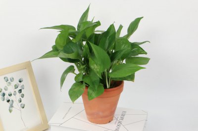 ​一个鸡蛋就可以让绿萝疯长，让绿萝疯长的妙招