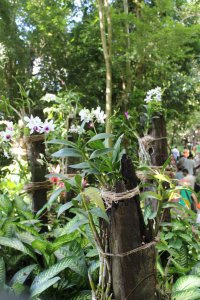 ​石斛的养殖方法和注意事项