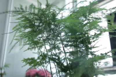 ​文竹可以浇白糖水吗