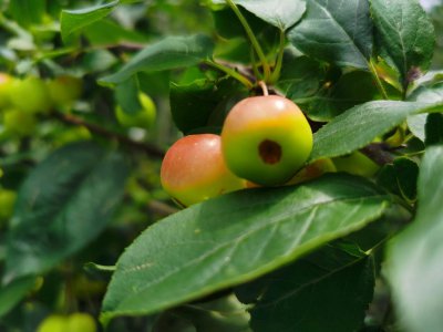 ​新买的竹节海棠怎么养