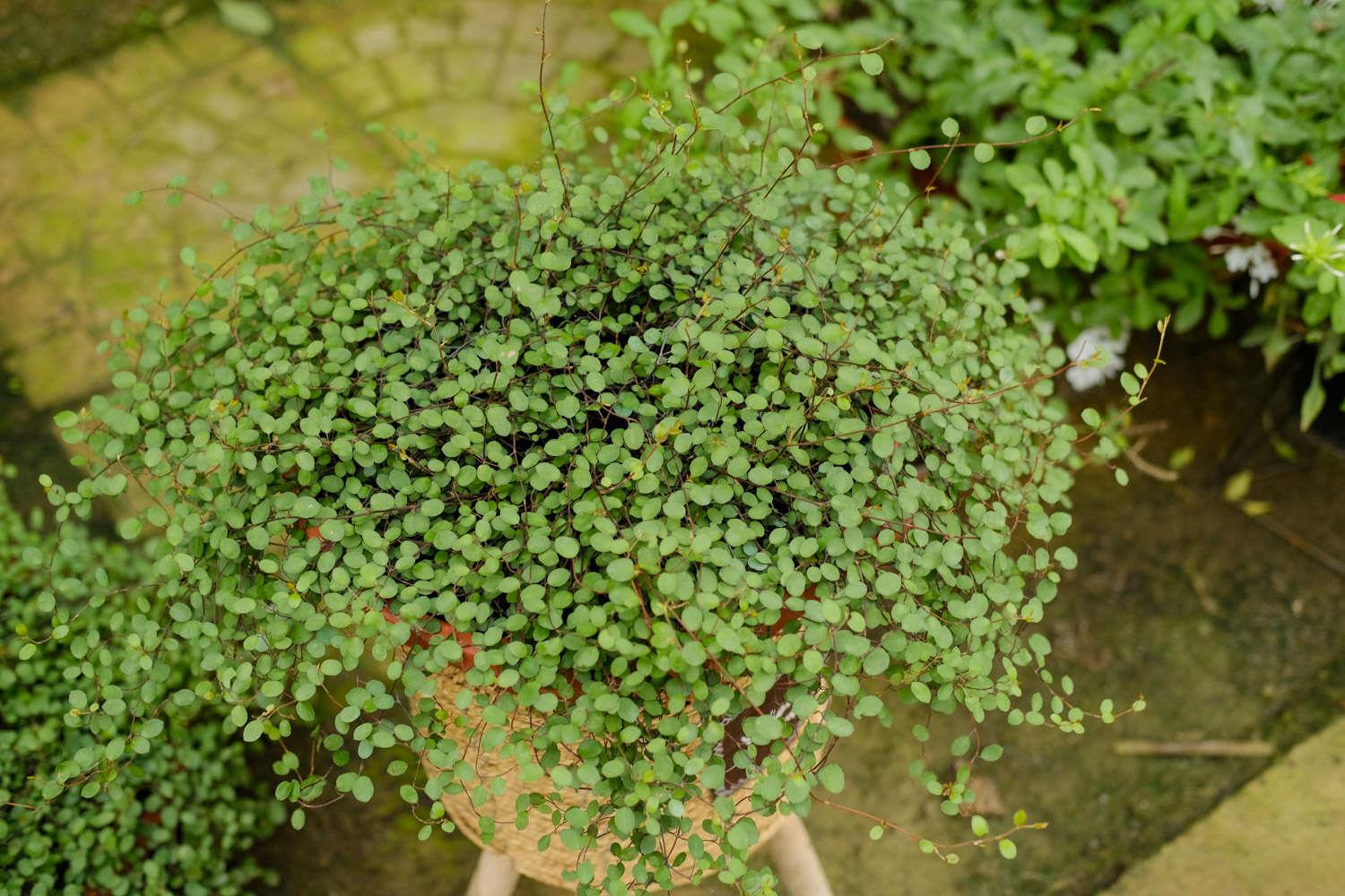 千叶吊兰 千叶吊兰