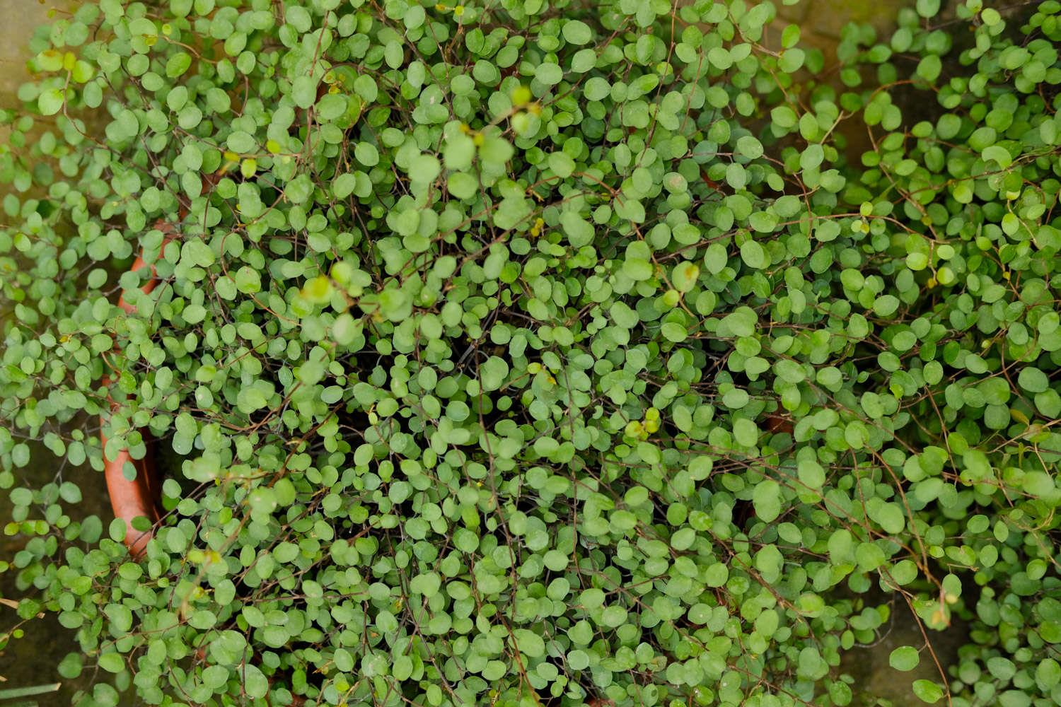 千叶吊兰 千叶吊兰