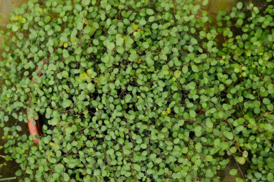 ​千叶吊兰怎么过冬