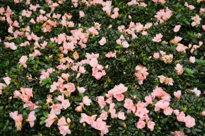 ​新栽的杜鹃花怎么养，怎么能把杜鹃花栽活