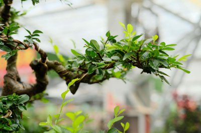 ​榆树腐烂流液体，伤口流液怎么处理