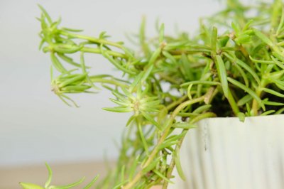 ​怎么让太阳花多开花，花朵小怎么回事