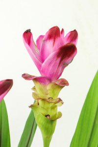 ​湛江适合养什么花，市花和市树是什么