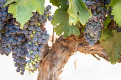 ​北方葡萄怎么剪枝，冬季修剪时间