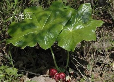 ​六角莲和八角莲的区别