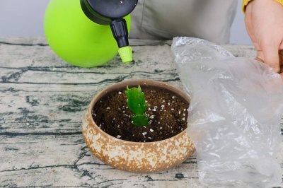 ​如何给蟹爪兰分盆，分盆后多久生根