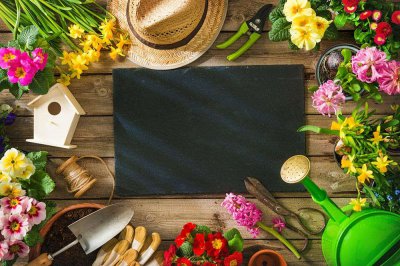 ​忽地笑怎么水培