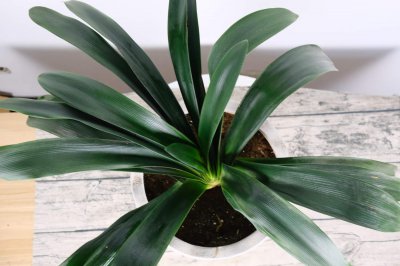 ​君子兰的种子什么时候可以剪下来