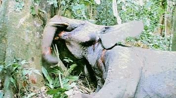 “象牙女王”获刑15年:牙雕“美”背后,是人类残忍杀戮!!