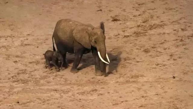 “象牙女王”获刑15年:牙雕“美”背后,是人类残忍杀戮!!