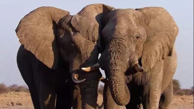 “象牙女王”获刑15年:牙雕“美”背后,是人类残忍杀戮!!