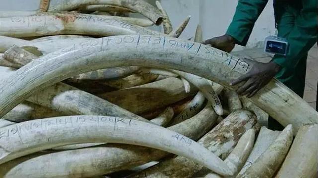 “象牙女王”获刑15年:牙雕“美”背后,是人类残忍杀戮!!