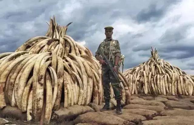 “象牙女王”获刑15年:牙雕“美”背后,是人类残忍杀戮!!