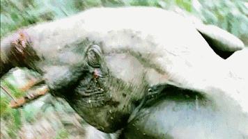 “象牙女王”获刑15年:牙雕“美”背后,是人类残忍杀戮!!