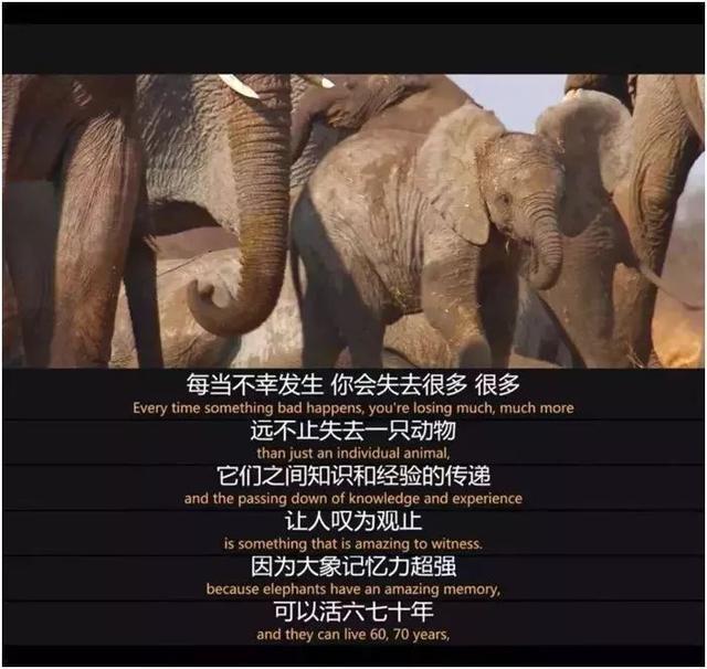 “象牙女王”获刑15年:牙雕“美”背后,是人类残忍杀戮!!