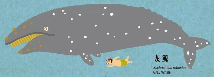 有趣的鲸豚大图鉴 第一期！