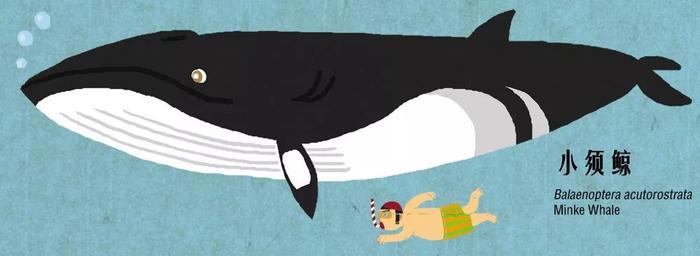 有趣的鲸豚大图鉴 第一期！