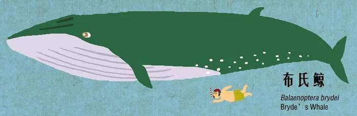 有趣的鲸豚大图鉴 第一期！