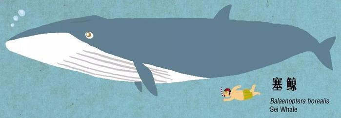 有趣的鲸豚大图鉴 第一期！
