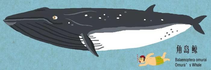 有趣的鲸豚大图鉴 第一期！