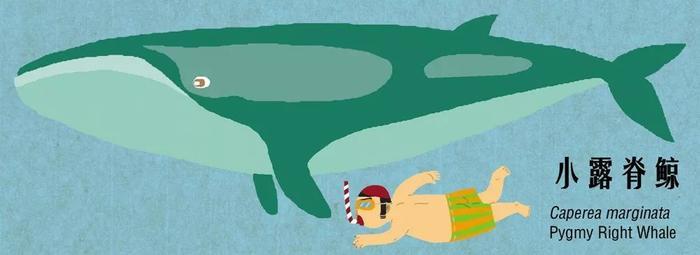 有趣的鲸豚大图鉴 第一期！