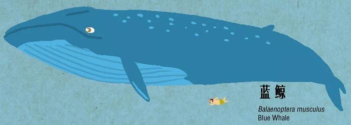 有趣的鲸豚大图鉴 第一期！