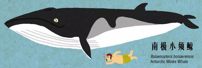 有趣的鲸豚大图鉴 第一期！