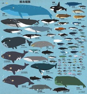 ​有趣的鲸豚大图鉴 第一期！