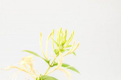 ​金银花冬天怎么养