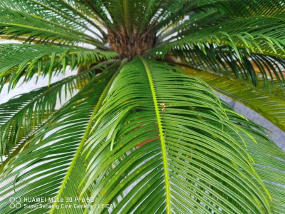 ​铁树怎么修剪，叶子可以剪光吗