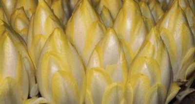 ​农民种植“见不得光”的蔬菜，远销欧洲，国内吃的人却很少