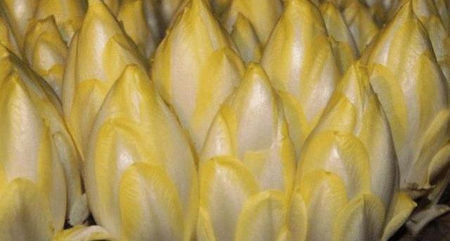 农民种植“见不得光”的蔬菜,远销欧洲,国内吃的人却很少