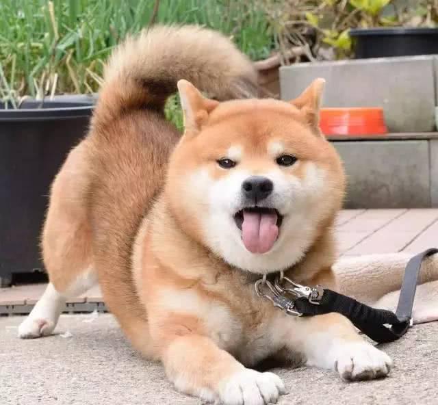 谁说柴犬的微笑超治愈？这明明是霸道总裁式微笑好吧