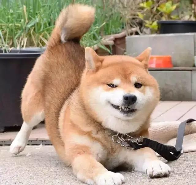 谁说柴犬的微笑超治愈？这明明是霸道总裁式微笑好吧