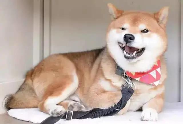 谁说柴犬的微笑超治愈？这明明是霸道总裁式微笑好吧