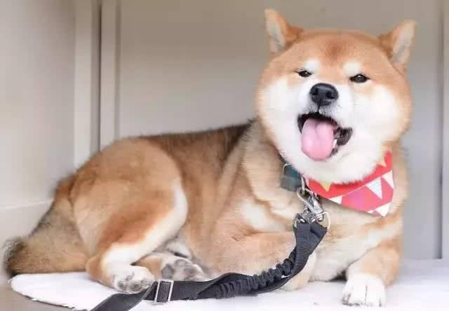 谁说柴犬的微笑超治愈？这明明是霸道总裁式微笑好吧