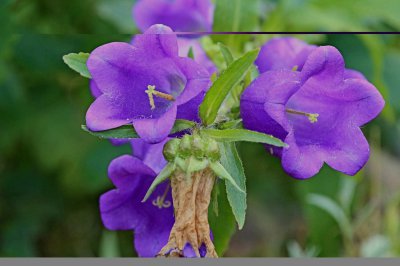 ​风铃草有什么作用