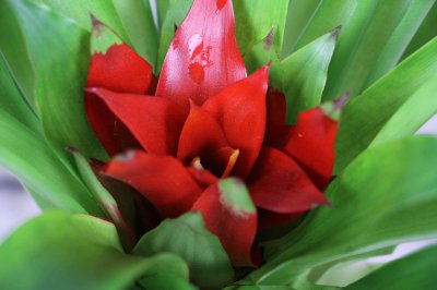 ​鸿远当头的养殖方法