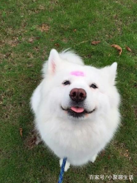 这些生长在寒冷地区的犬类，你知道多少